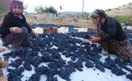 Malatya’da kilosu 500 TL’den alıcı bulan kuru üzüm yüz güldürüyor