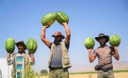 Muş’ta karpuz hasadından 2 milyar liralık gelir bekleniyor