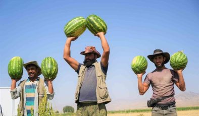 Muş’ta karpuz hasadından 2 milyar liralık gelir bekleniyor