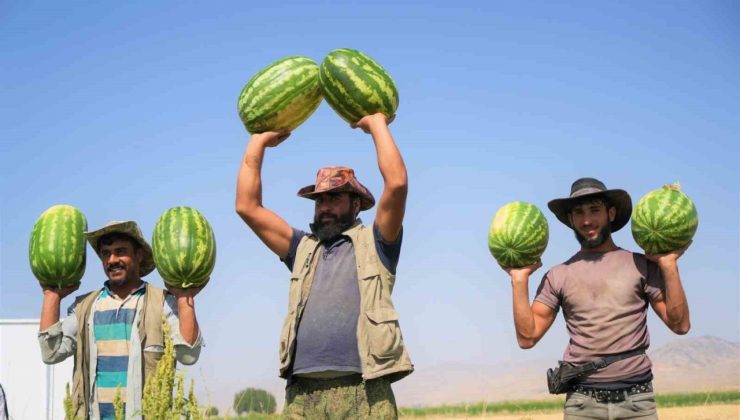 Muş’ta karpuz hasadından 2 milyar liralık gelir bekleniyor